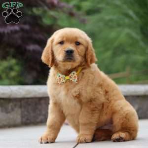 Lucas, Golden Retriever Puppy